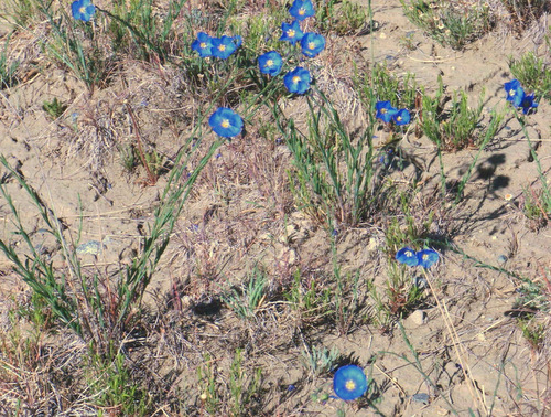 Blue flax.